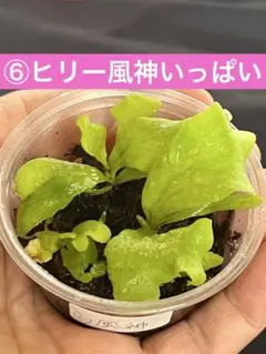 ビカクシダ ヒリー キリン（胞子培養） - メルカリ