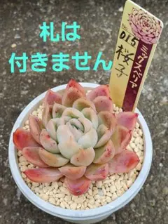 2026年最新】桜子多肉植物の人気アイテム - メルカリ