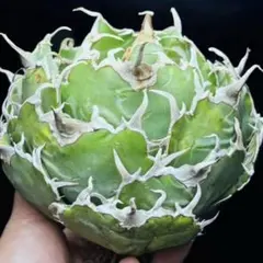 アガベチタノタ処分 白鯨 ボール状 美株 - メルカリ