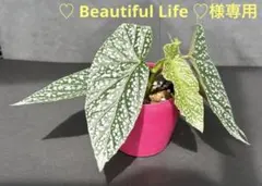 ♡ Beautiful Life ♡様 リクエスト 2点 まとめ商品