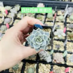 〖 白牡丹錦 斑抜け 〗 抜き苗