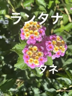 かず様 リクエスト 4点 まとめ商品