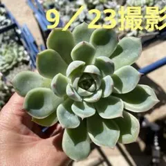 多肉植物 七福神 抜き苗 - メルカリ