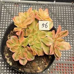 57#観葉植物 アエオニウム錦❤️ブロンズメダル錦❤️甜茶錦❤️7大頭