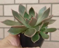 2025年最新】シャビアナ 多肉の人気アイテム - メルカリ