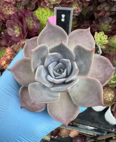 粉月影 抜き苗 多肉植物 エケベリア - メルカリ