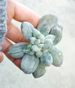 2026年最新】パープルディライトの人気アイテム - メルカリ