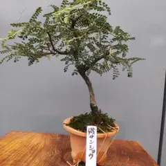 ミニ盆栽 磯サンショウのサムネイル