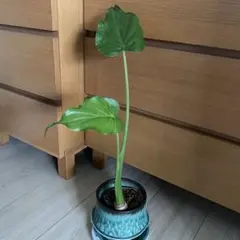 Go様 リクエスト 3点 まとめ商品