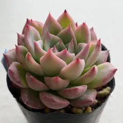 2026年最新】相府蓮の人気アイテム - メルカリ