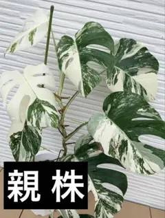 モンステラ デリシオーサ ハーフムーン ✨レア✨ - メルカリ