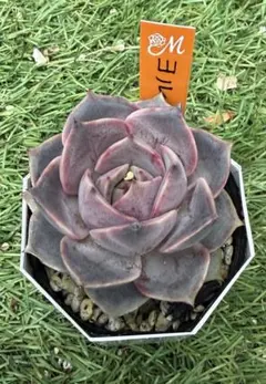 多肉植物 エケベリア miyaさん苗 命名種 miya sp no.1 専用 多肉植物 エケベリア miyaさん苗 命名種 miya sp no.1 - メルカリ