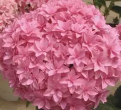 紫陽花　ユーミーパーフェクションのサムネイル