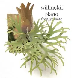 専用！メルカリ便！P.willinckii ’Nano’ spore 2203 P. willinckii Nano spore ビカクシダウィリンキーナノ② - メルカリ