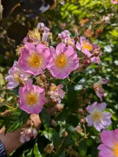 2026年最新】バラ挿し穂の人気アイテム - メルカリ