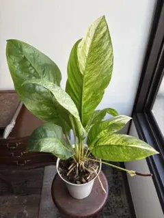 アグラオネマ ニティドゥム カーティシー 観葉植物 LEON レオン - メルカリ