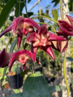 Kyouko Hujisima様 リクエスト 3点 まとめ商品