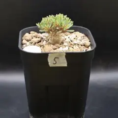 【鉢付】 5 ユーフォルビア　ギラウミニアナ　塊根植物のサムネイル