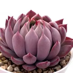 く*ま様 【極上苗】ミックスベリア 赤鬼 多肉植物 おらいさん 自家繁殖苗