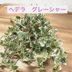 【アイビー】　へデラ　グレーシャー　① 苗 10本