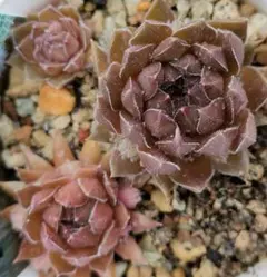 ブロンズパステル1つセンペルビウム多肉植物 - メルカリ