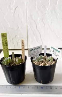 2026年最新】多肉植物ラウリンゼ×そわそわの人気アイテム - メルカリ