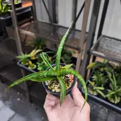サンセベリア Calypso サンスベリア Sansevieria - メルカリ