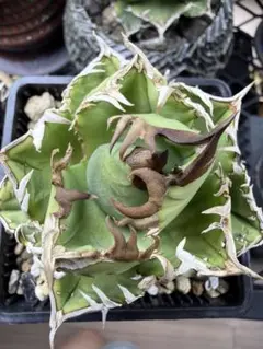 Agave Siciliana アガベ シチリアーナ 子株 - メルカリ