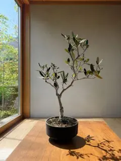 006 【一点物】オリーブ盆栽 白鉢 観葉植物 インテリア ギフト 開店