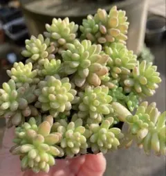 らら☆プロフ必読願います(*´꒳`*)様 リクエスト 3点 まとめ商品