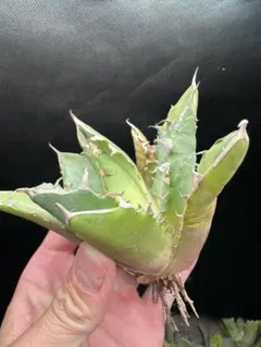 鬼爪 大株 雪峰 セール品_7