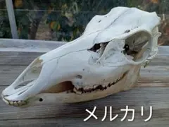 Item thumbnail for item c649e5b1-a67f-4556-822c-d8f8d68661ff