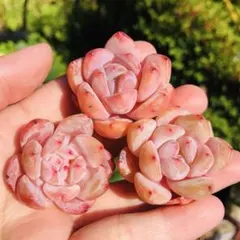 ミローラ(A) 10苗セット カット苗 韓国苗 寄せ植えに！ - メルカリ