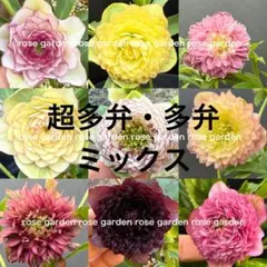 クリスマスローズ 交配種子 有名ナーセリー お楽しみセット 30粒