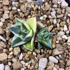 2025年最新】笹の雪錦の人気アイテム - メルカリ