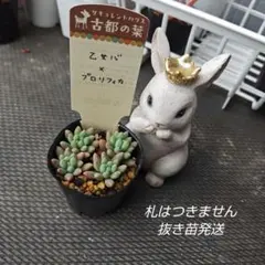 K*a様 古都の葉さん りんごのつぶ メルカリ便 札付き・抜き苗 古都の葉 りんごのつぶ 抜き苗 - メルカリ