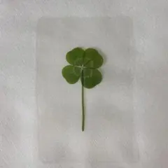 Item thumbnail for item aba75a99-5b71-4346-81d0-858d0b435f61