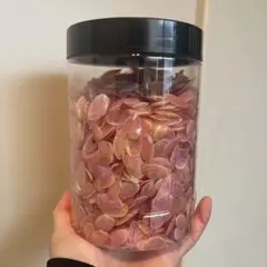 桜貝