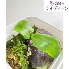 37ライディーン P.Rydeen ビカクシダ 胞子培養株 - メルカリ