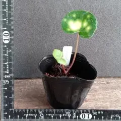 はなまる様 リクエスト 2点 まとめ商品