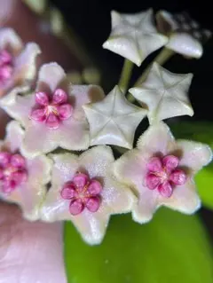 Mintcafe様 リクエスト 3点 まとめ商品