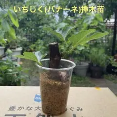 あっつん様 リクエスト 2点 まとめ商品