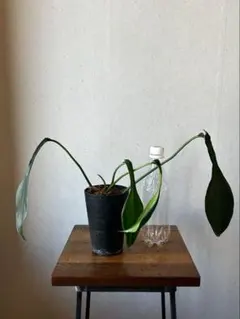 2025年最新】フィロデンドロン ジョーピーの人気アイテム - メルカリ