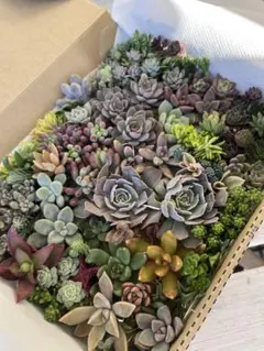 b 多肉植物詰め合わせ　カット苗　宅急便コンパクト
