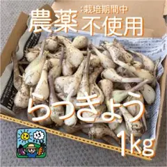 らっきょう　農薬不使用　約1㎏のサムネイル