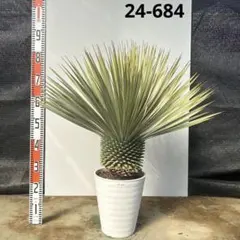 2026年最新】ロストラータの人気アイテム - メルカリ