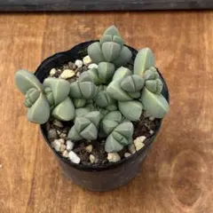 多肉植物 レーマニー錦 抜き苗 - メルカリ