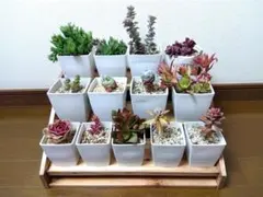ドロサンテマムダスティローズ超大量多種多肉植物セット抜き苗詰め合わせまとめ売り 宅急便ドロサンテマムダスティローズ超大量多種多肉植物セット抜き苗