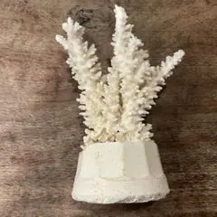 約30cm×20cm！白サンゴ 天然 珊瑚 白珊瑚 インテリア アクアリウム