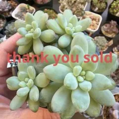 購入済み　Ｖ フレーヌ×ラウイ　実生　抜き苗　ネコポス発送　多肉 B実生ラウイ抜き苗 - メルカリ